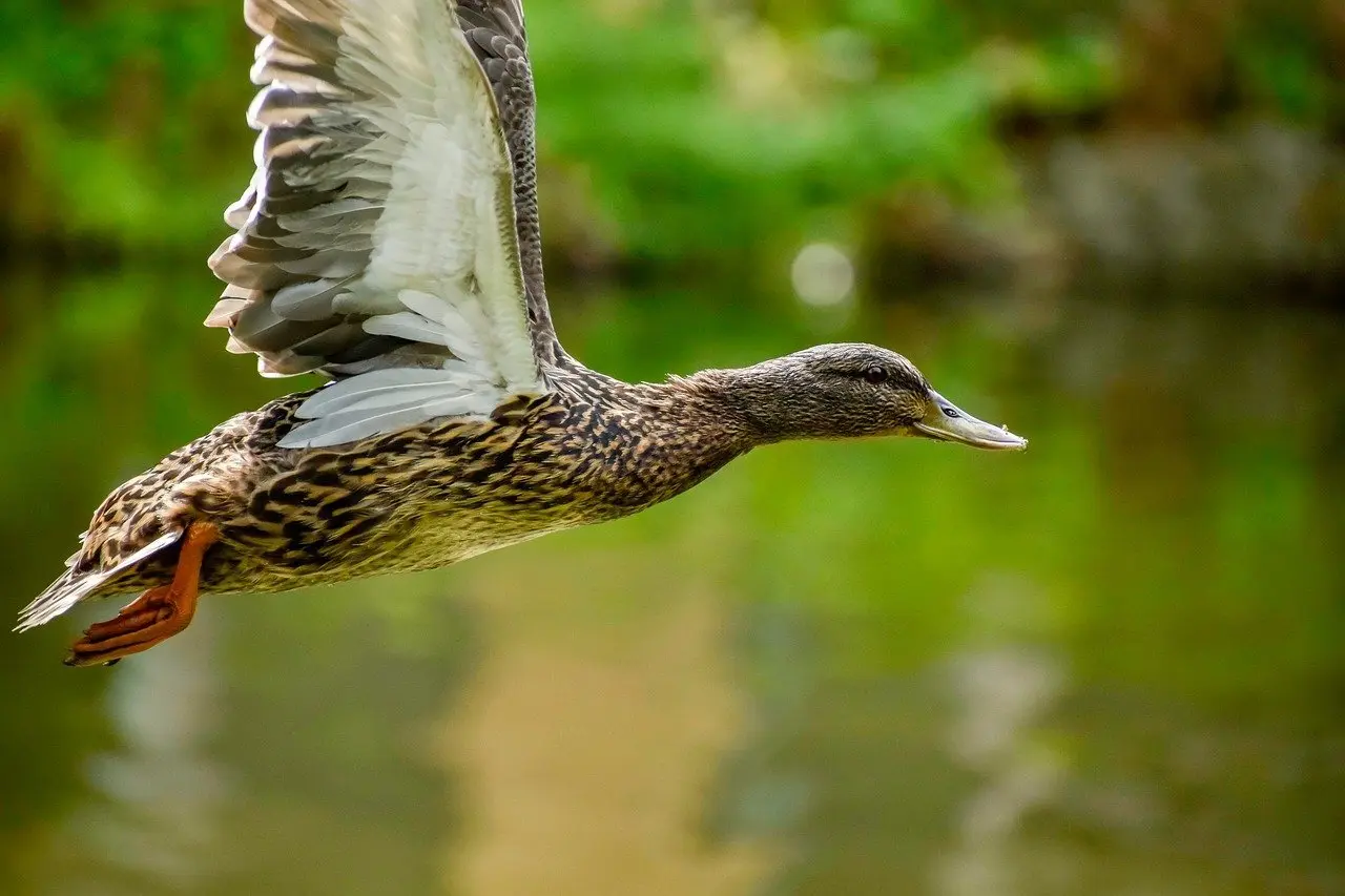 Svar til Spøgelse krydsord